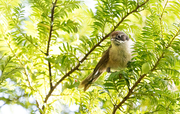 Pipipi (Mohoua novaeseelandiae)
