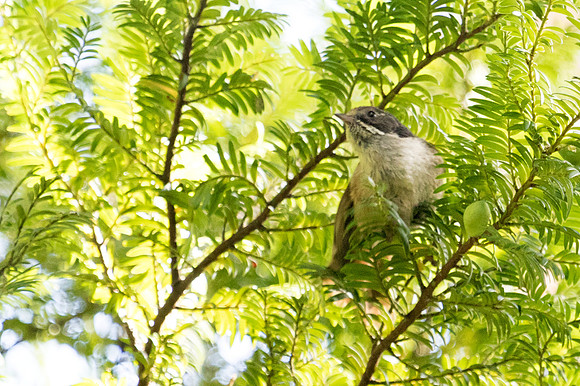 Pipipi (Mohoua novaeseelandiae)
