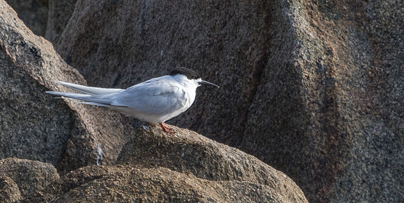 White-fronted tern (Sterna striata)