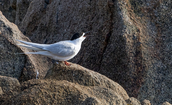 White-fronted tern (Sterna striata)