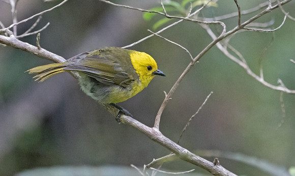 Yellowhead or mōhua (Mohoua ochrocephala)