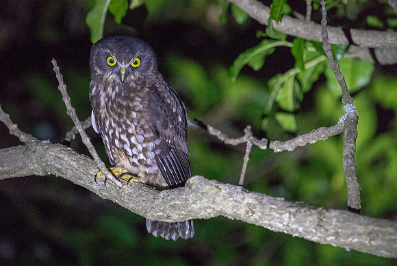 Morepork or Māori name of Ruru (Ninox novaeseelandiae)