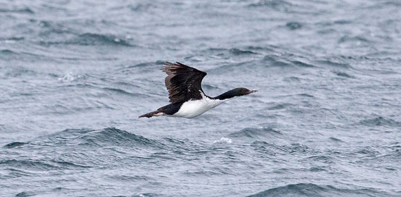 Foveaux shag (Phalacrocorax (Leucocarbo) stewarti)