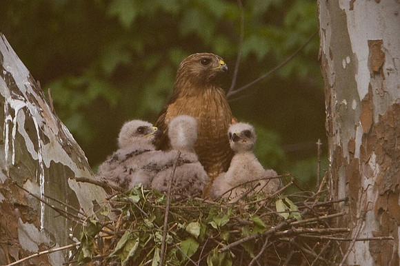 Red-shouldered Hawk (Buteo lineatus) adult and juvenile