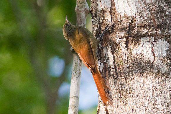 Olivaceous Woodcreeper (Sittasomus griseicapillus)