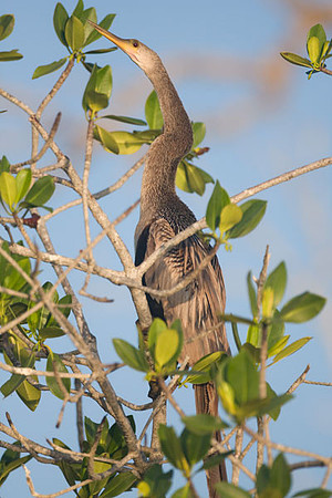 Anhinga (Anhinga anhinga)