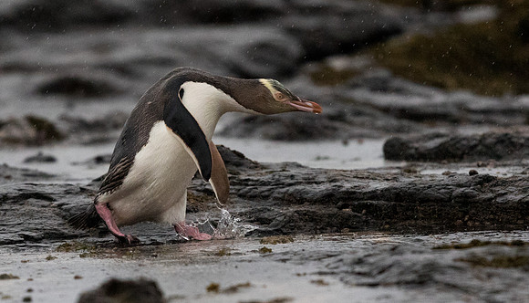 Yellow-eyed penguin (Megadyptes antipodes) or hoiho