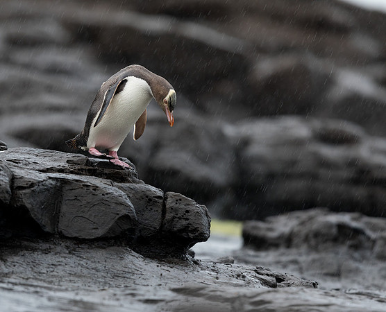 Yellow-eyed penguin (Megadyptes antipodes) or hoiho