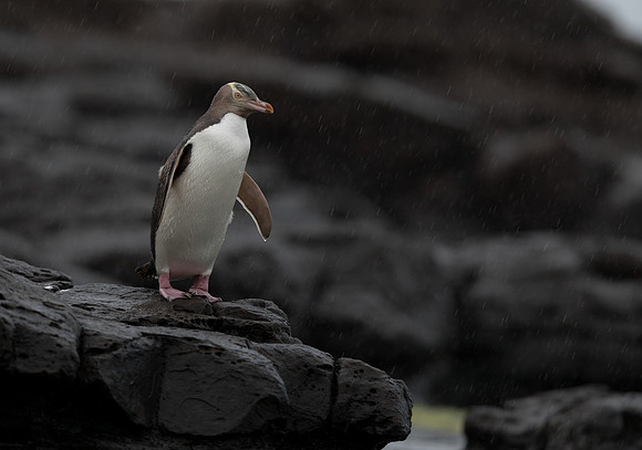 Yellow-eyed penguin (Megadyptes antipodes) or hoiho