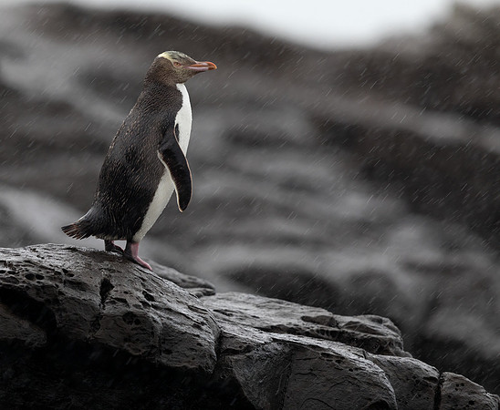 Yellow-eyed penguin (Megadyptes antipodes) or hoiho