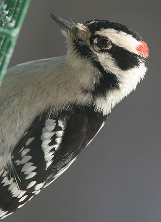 Downy Woodpecker (Picoides pubescens) male