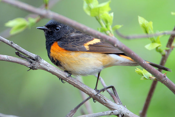 American Redstart (Setophaga ruticilla)