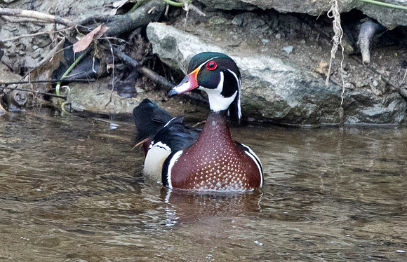 Wood duck (Aix sponsa) Male