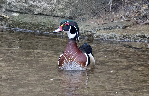 Wood duck (Aix sponsa) Male