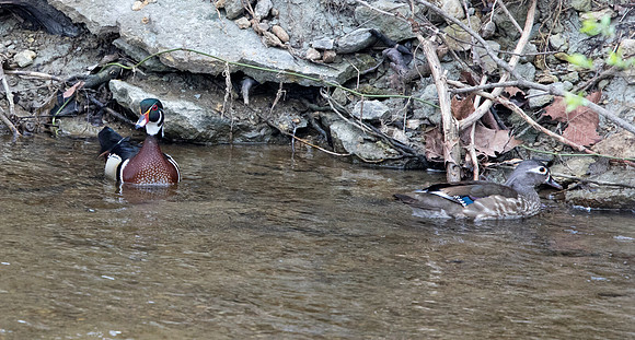 Wood duck (Aix sponsa)