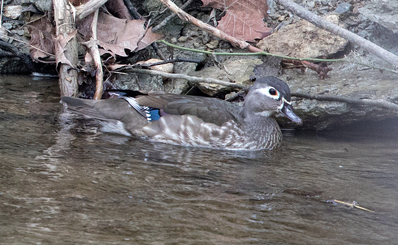 Wood duck (Aix sponsa) Female