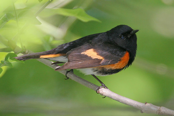 American Redstart (Setophaga ruticilla)