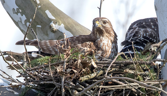 Red-shouldered hawk (Buteo lineatus) Female