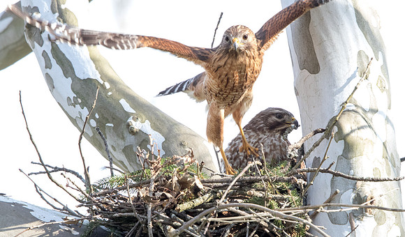 Red-shouldered hawk (Buteo lineatus) Male and Female