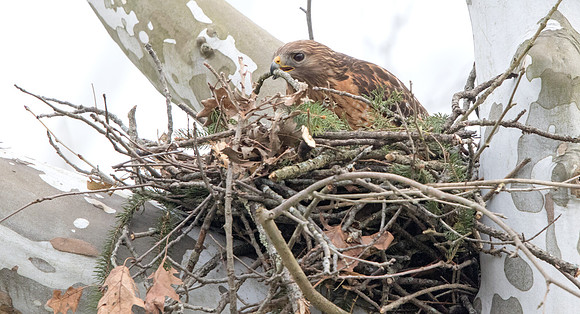 Red-shouldered hawk (Buteo lineatus)