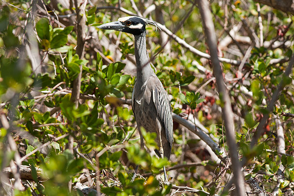 Yellow-crowned Night Heron (Nyctanassa violacea)