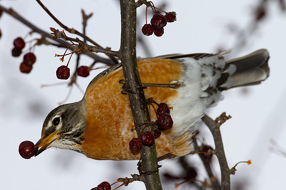 American Robin (Turdus migratorius)