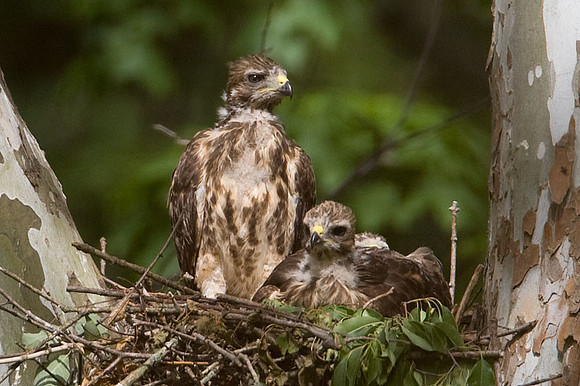 Red-shouldered Hawk (Buteo lineatus) juvenile