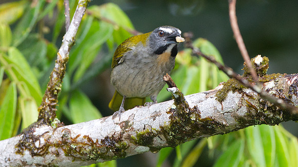 Buff-throated Saltator (Saltator maximus)