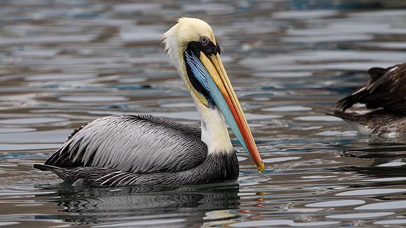 Peruvian Pelican (Pelecanus thagus)