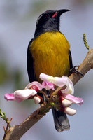 Bananaquit (Coereba flaveola)