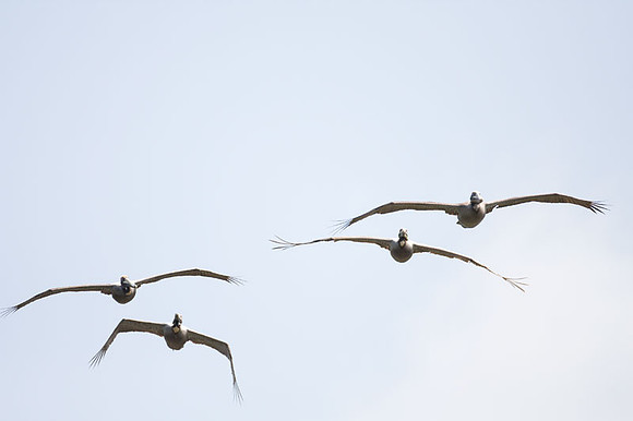 Brown Pelican (Pelecanus occidentalis)