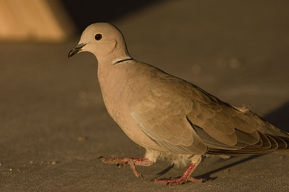Eurasian Collared Dove (Streptopelia decaocto)