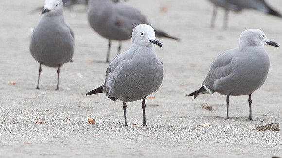 Grey Gull (Leucophaeus modestus)