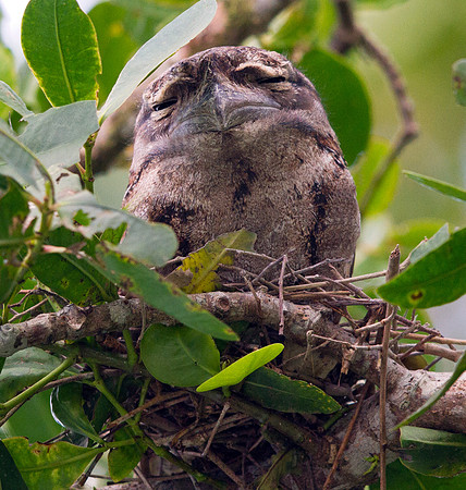 Tawny frogmouth (Podargus strigoides)