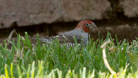 Red-headed Finch (Amadina erythrocephala) Male