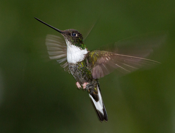Collared Inca (Coeligena torquata)