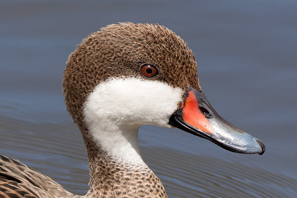 White cheeked Pintail (Anas bahamensis)