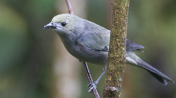 Palm Tanager (Thraupis palmarum)