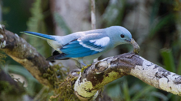 Blue-grey Tanager (Thraupis episcopus)