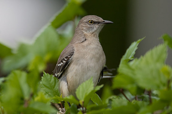 Northern Mockingbird (Mimus polyglottos)