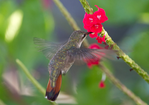 Ruby-topaz Hummingbird (Chrysolampis mosquitus) female