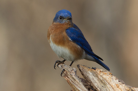 Eastern Bluebird (Sialia sialis) Male