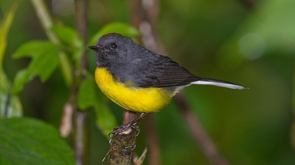 Slate-throated Whitestart (Myioborus miniatus)