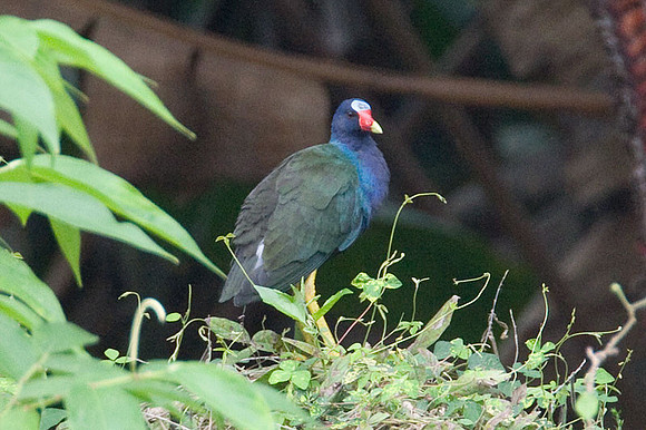 American Purple Gallinule (Porphyrio martinica)
