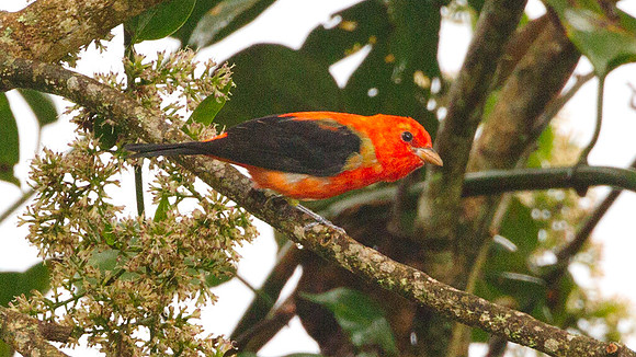 Scarlet Tanager (Piranga olivacea)