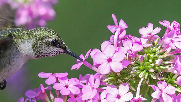 Ruby-throated hummingbird (Archilochus colubris) female