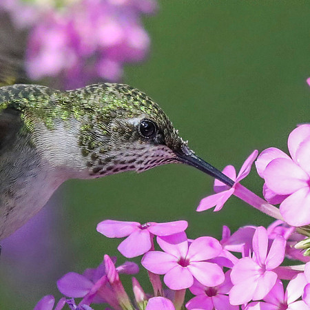 Ruby-throated hummingbird (Archilochus colubris) female