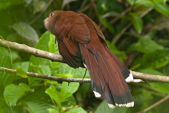 Squirrel Cuckoo (Piaya cayana)