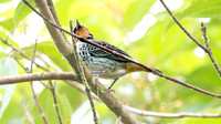 Rufous-throated Tanager (Tangara rufigula)