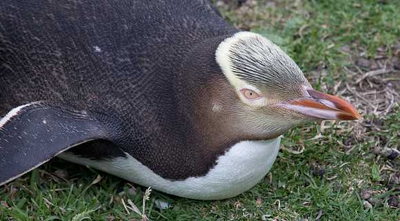 Yellow-eyed penguin or hoiho (Megadyptes antipodes)